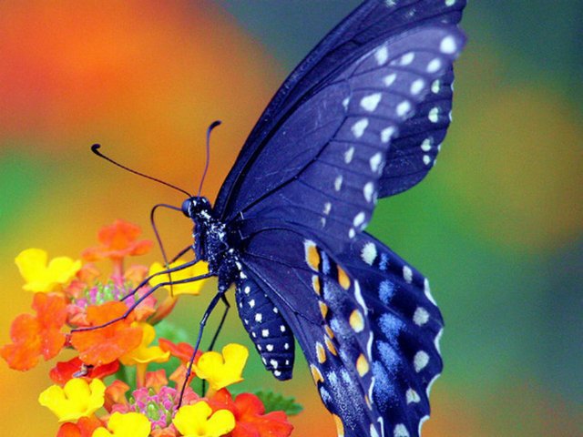 Все о бабочках в Ялте | ЗооТом портал о животных