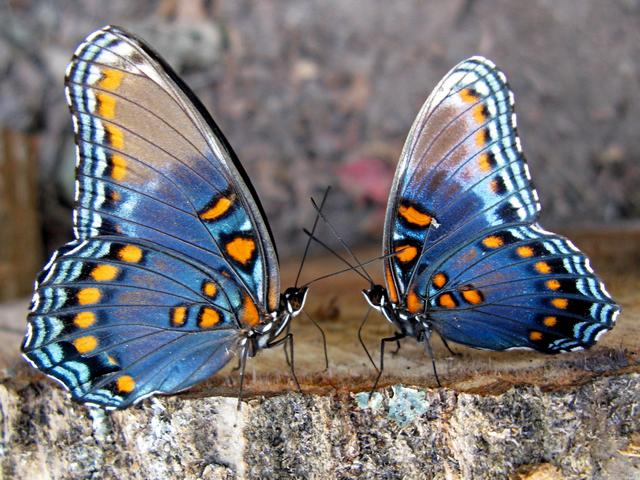 Все о бабочках в Ялте | ЗооТом портал о животных