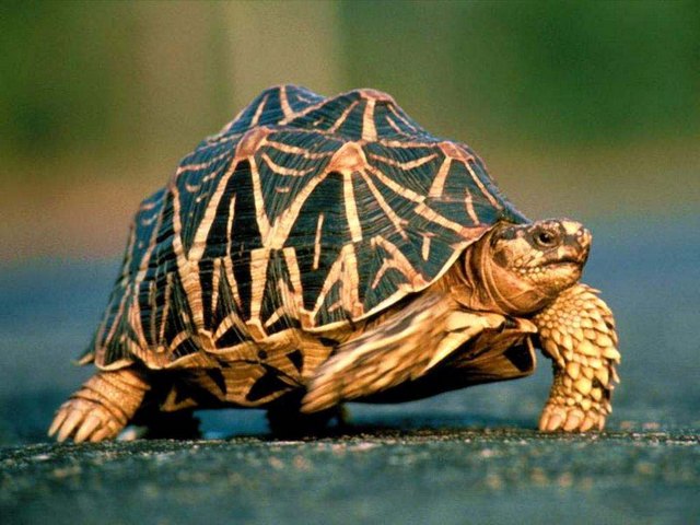 Все о черепахах в Ялте | ЗооТом портал о животных
