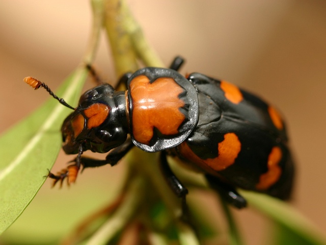 Все о жуках в Ялте | ЗооТом портал о животных