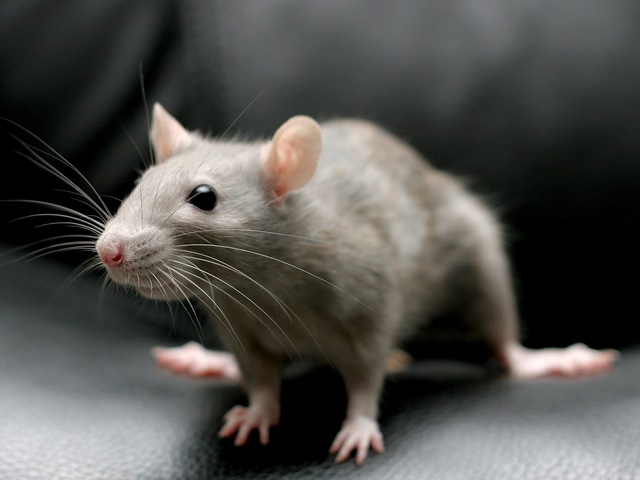 Все о крысах в Ялте | ЗооТом портал о животных