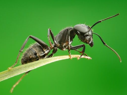Все о муравьях в Ялте | ЗооТом портал о животных