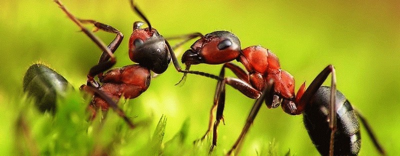 Все о муравьях в Ялте | ЗооТом портал о животных