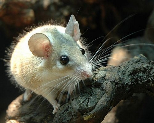 Все о мышах в Ялте | ЗооТом - продажа, вязка и услуги для животных в Ялте