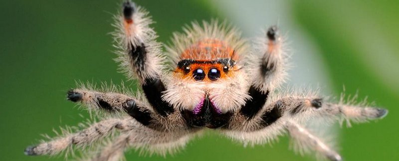 Все о пауках в Ялте | ЗооТом портал о животных