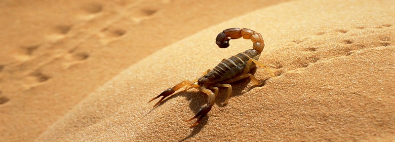 Все о скорпионах в Ялте | ЗооТом портал о животных