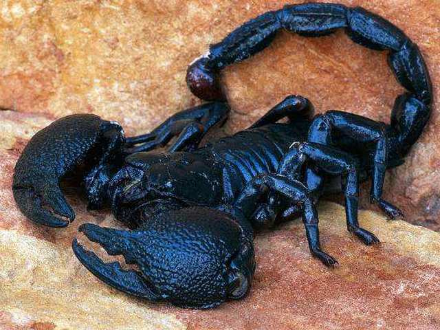Все о скорпионах в Ялте | ЗооТом портал о животных