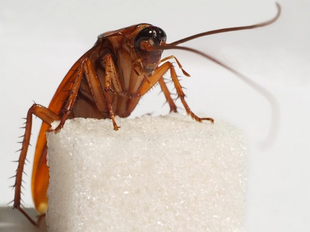Все о тараканах в Ялте | ЗооТом портал о животных