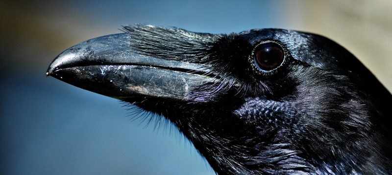 Все о воронах в Ялте | ЗооТом портал о животных