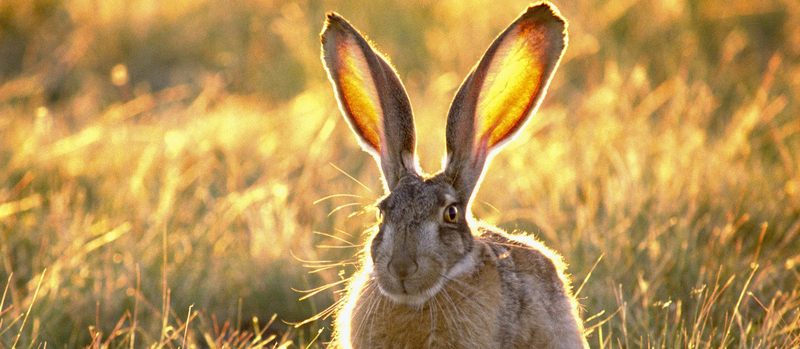 Все о зайцах | ЗооТом - продажа, вязка и услуги для животных в Ялте