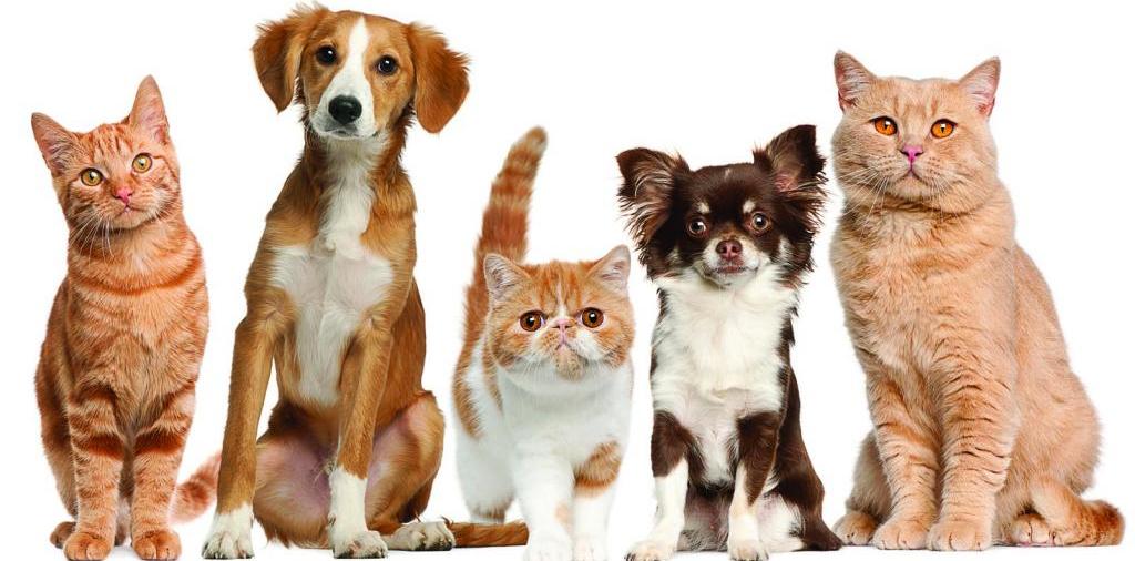 Доска объявлений о животных | ЗооТом - продажа, вязка и услуги для животных в Ялте