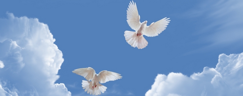 Все о голубях | ЗооТом - продажа, вязка и услуги для животных в Ялте