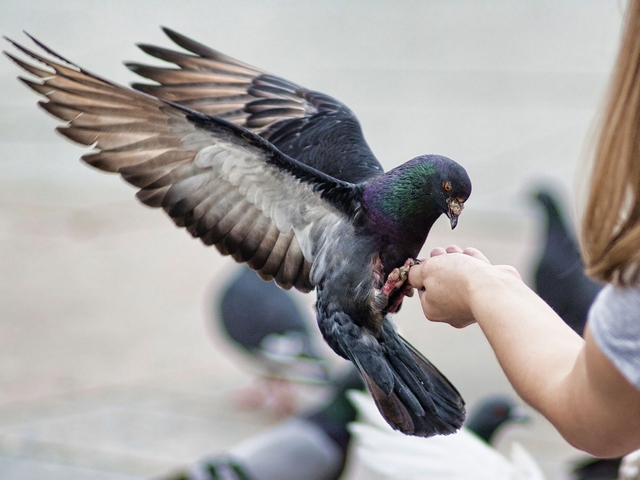 Все о голубях | ЗооТом - продажа, вязка и услуги для животных в Ялте