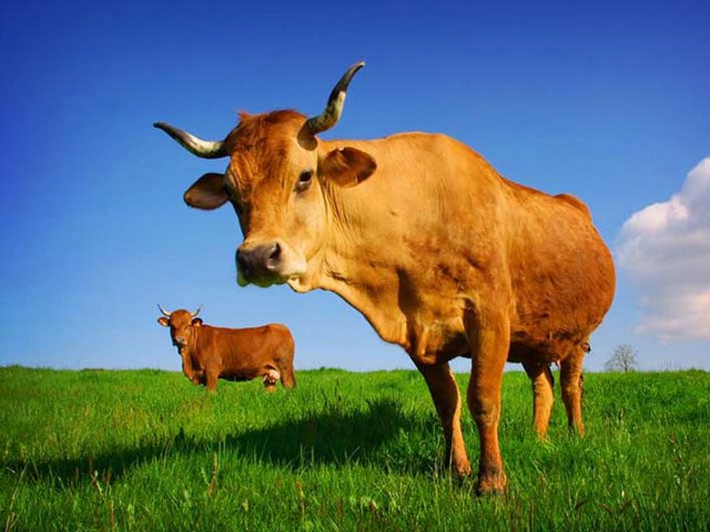 Все о коровах в Ялте | ЗооТом портал о животных