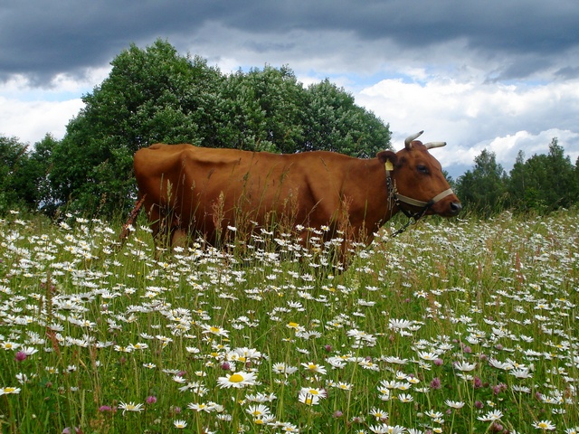 Все о коровах в Ялте | ЗооТом портал о животных