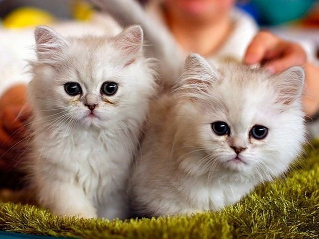Породы кошек в Ялте | ЗооТом портал о животных