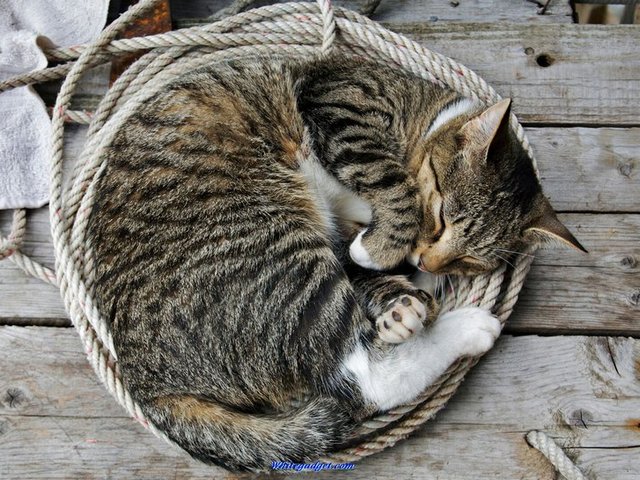 Все о кошках в Ялте | ЗооТом портал о животных
