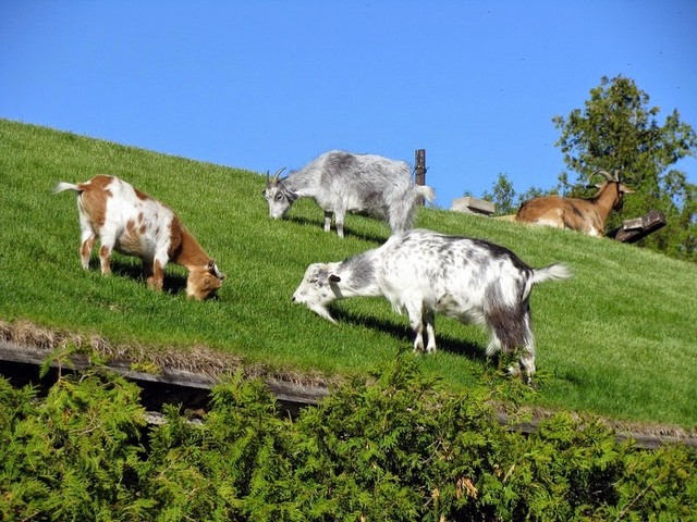 Все о козах в Ялте | ЗооТом портал о животных