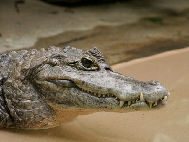 Все о крокодилах в Ялте | ЗооТом портал о животных