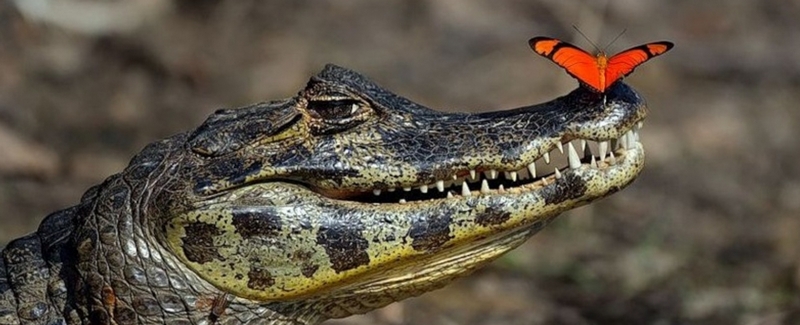 Все о крокодилах в Ялте | ЗооТом портал о животных
