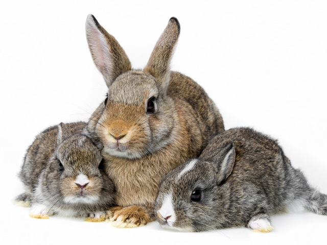 Все о кроликах в Ялте | ЗооТом портал о животных