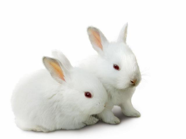 Все о кроликах в Ялте | ЗооТом портал о животных