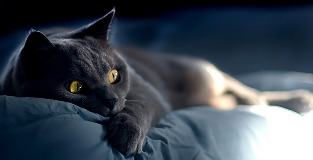 Объявления о кошках | ЗооТом - продажа, вязка и услуги для животных в Ялте