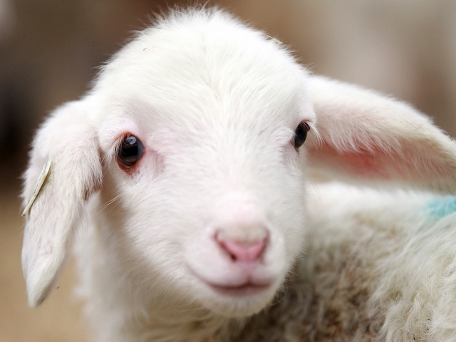Овцы и бараны в Ялте | ЗооТом портал о животных