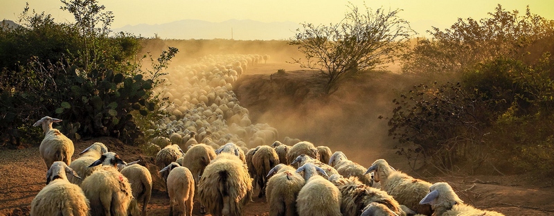 Все об овцах в Ялте | ЗооТом портал о животных