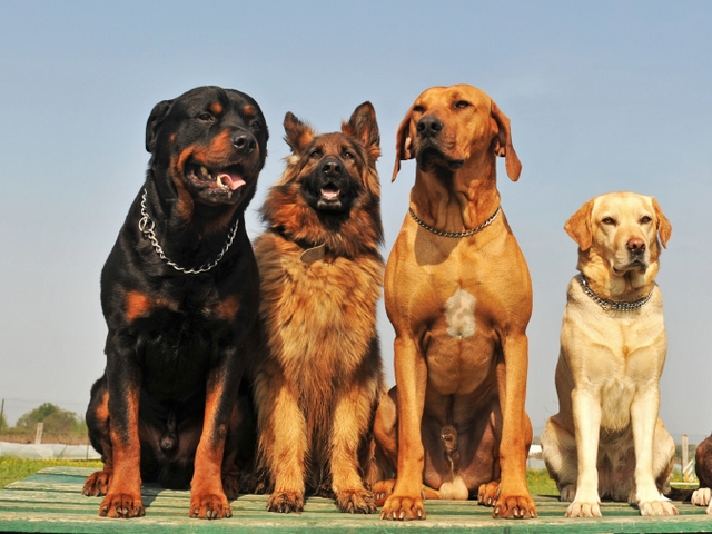 Крупные породы собак в Ялте | ЗооТом портал о животных