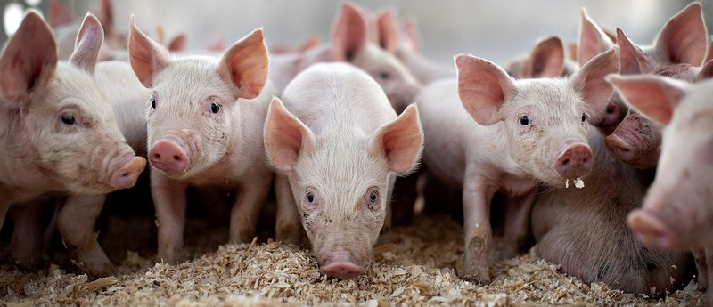 Все о свиньях в Ялте | ЗооТом портал о животных