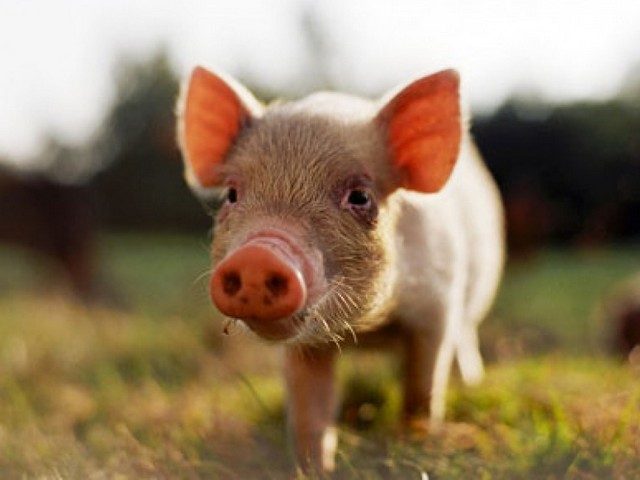 Все о свиньях в Ялте | ЗооТом портал о животных