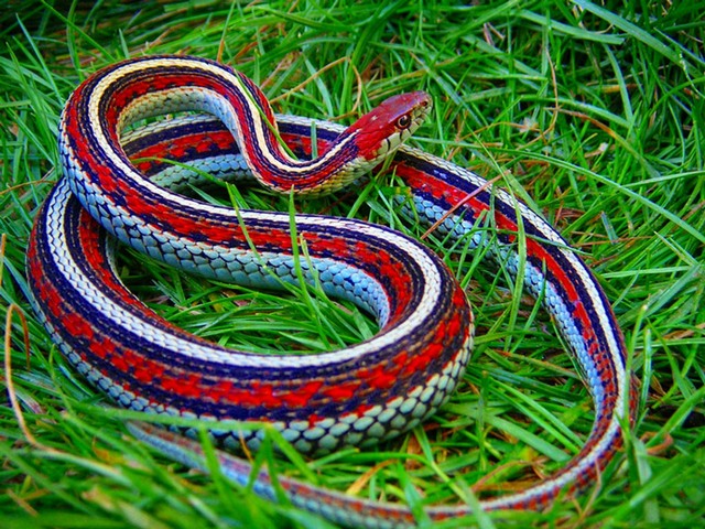 Все о змеях в Ялте | ЗооТом портал о животных